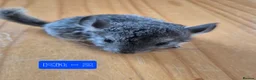 Chinchilla rodents for sale: Male chinchilla + unsexed kits - Advert 8