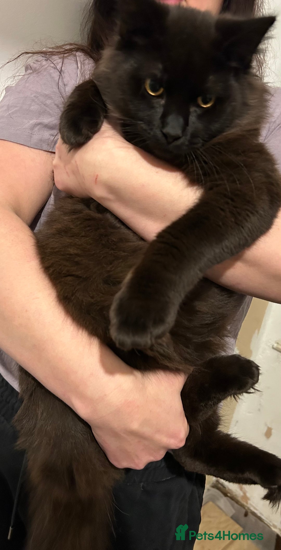 Mixed Breed cats for sale: Cross Maine coon - Advert 4