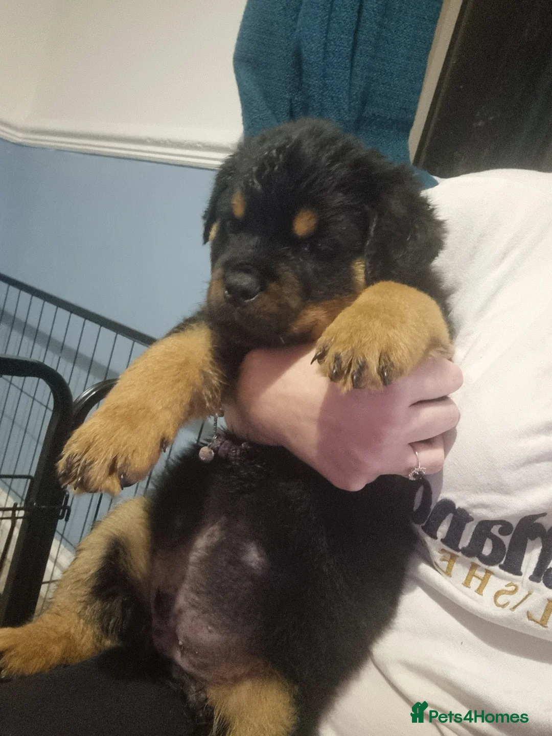Rottweiler dogs for sale: 1 Left male Exceptional KC Registered Rottweiler  - Advert 1