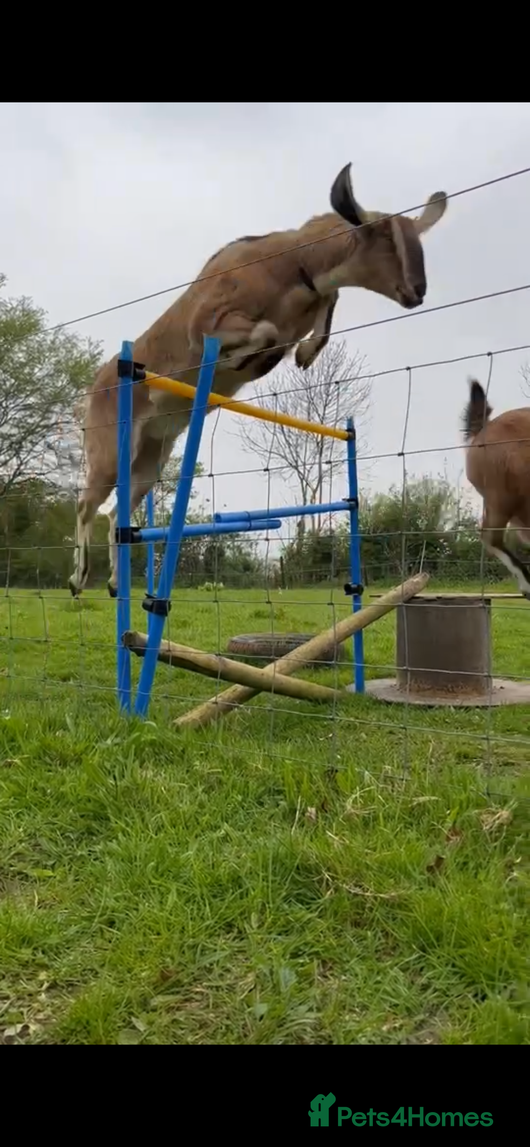 Goats livestock for sale: two angolo-Nubian goats  - Image 10