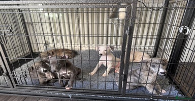 Whippet dogs - Advert 8