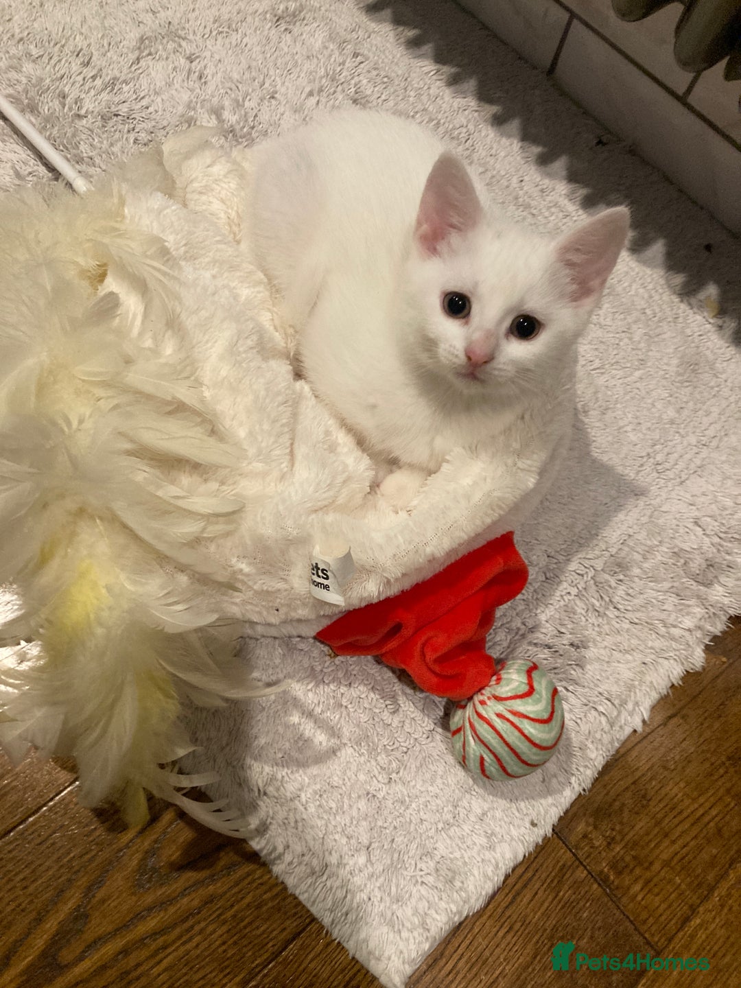 Turkish Van cats for sale: Gorgeous Turkish Van kitten - Advert 15