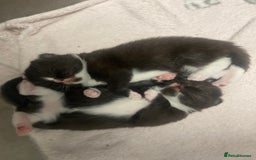 Mixed Breed cats for sale: X BRITISH SHORT adorable kittens ready 4 new home - Image 26