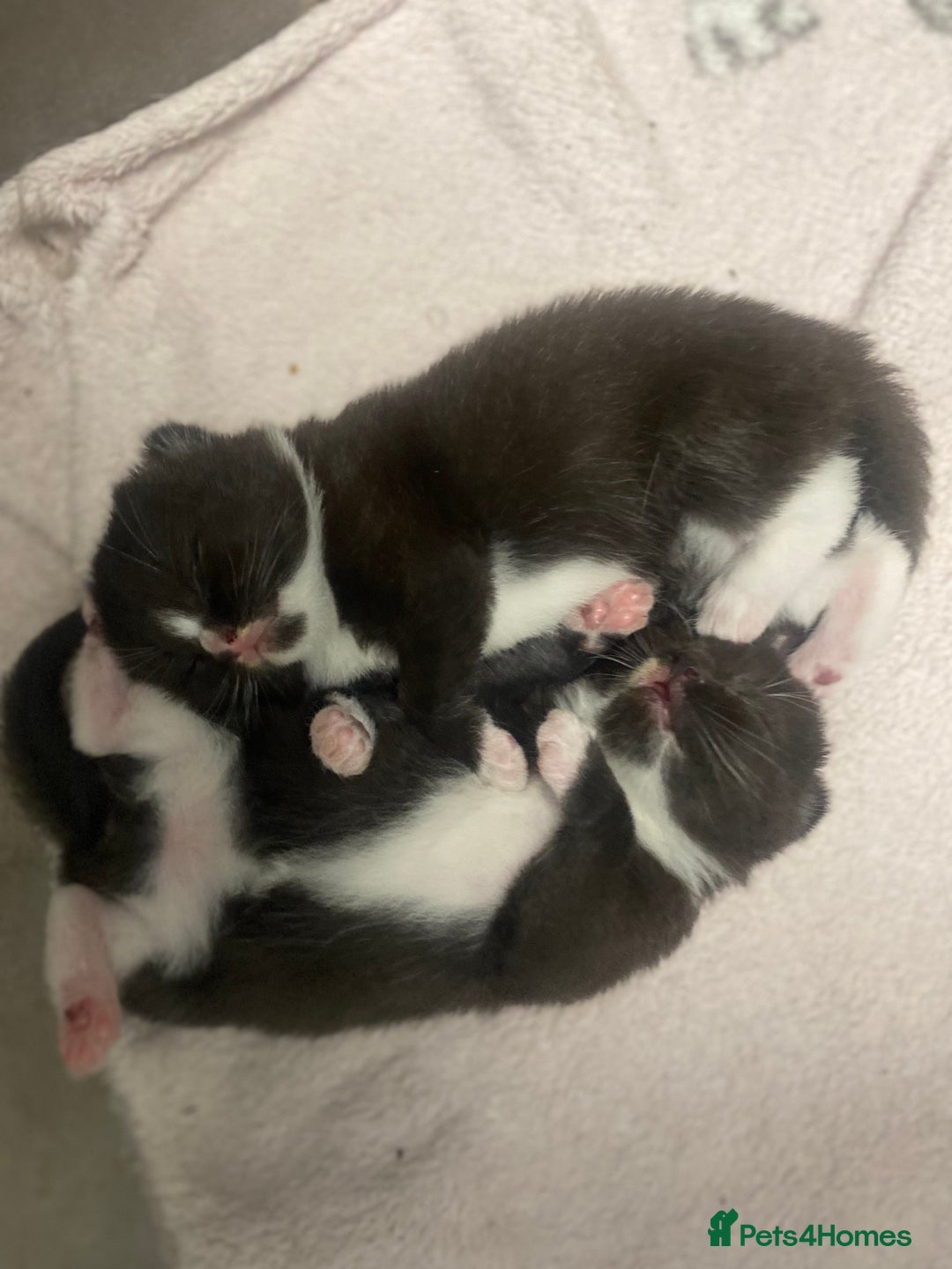 Mixed Breed cats for sale: X BRITISH SHORT adorable kittens ready 4 new home - Image 26