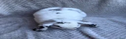 Mini Lop rabbits for sale: 3 lovely male mini lops - Advert 7