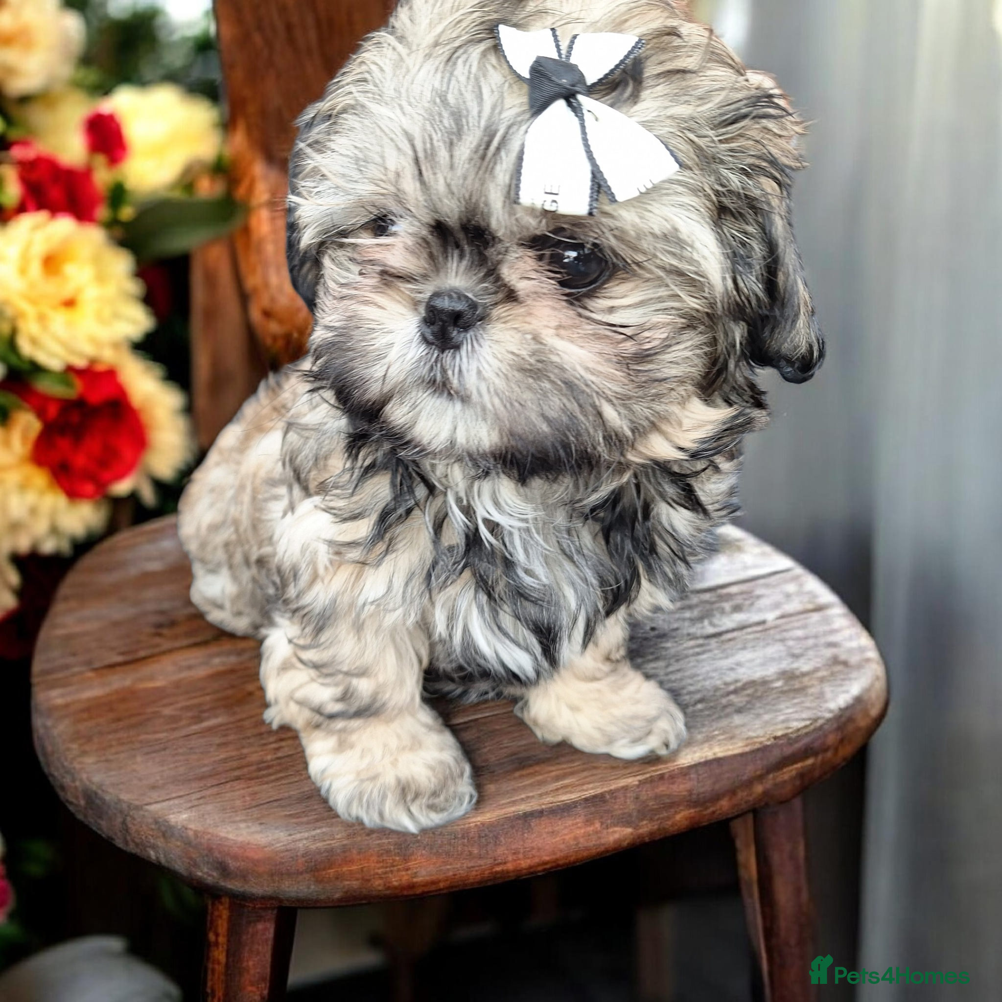 Shih Tzu dogs Beautiful Imperial Shih Tzus  - Advert 10