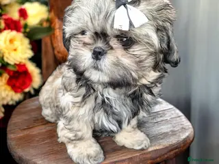 Shih Tzu dogs Beautiful Imperial Shih Tzus - Advert 10