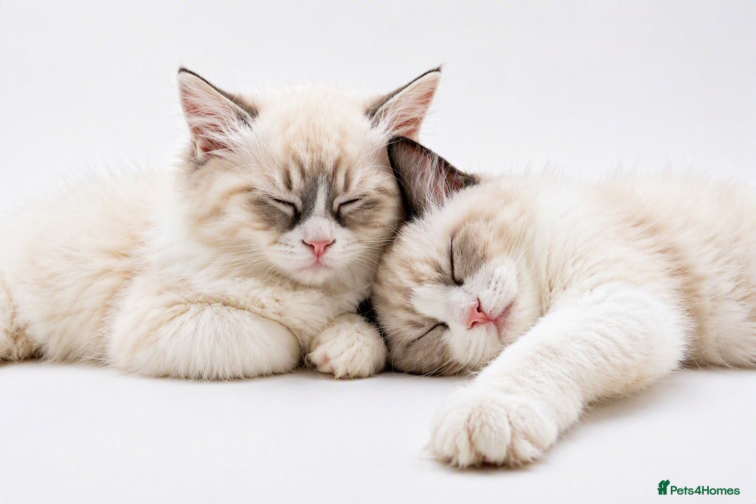 Ragdoll cats WORLD BEATIFUL RAGDOLL KITTEN / FIFE - Advert 2