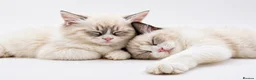 Ragdoll cats for sale: LAST AMAZING RAGDOLL KITTEN / FIFE - Advert 19