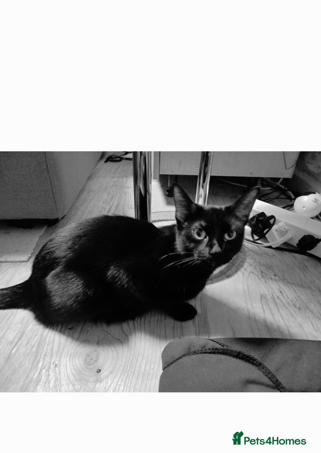 Mixed Breed cats for sale: For Sale  - Advert 4