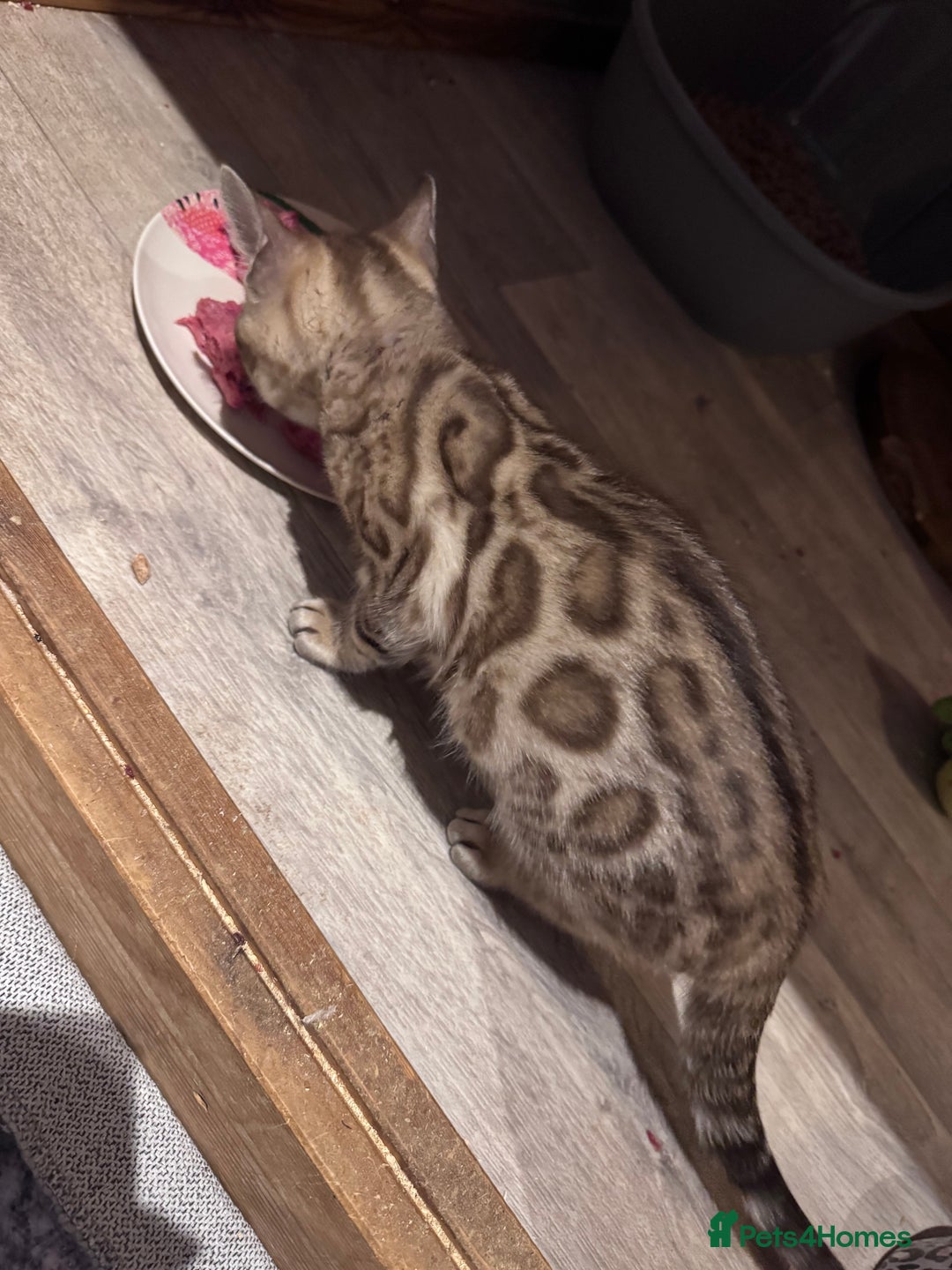 Bengal cats for sale: Mink Female Bengal Kitten. Ready to Leave 9/1/26 - Advert 7