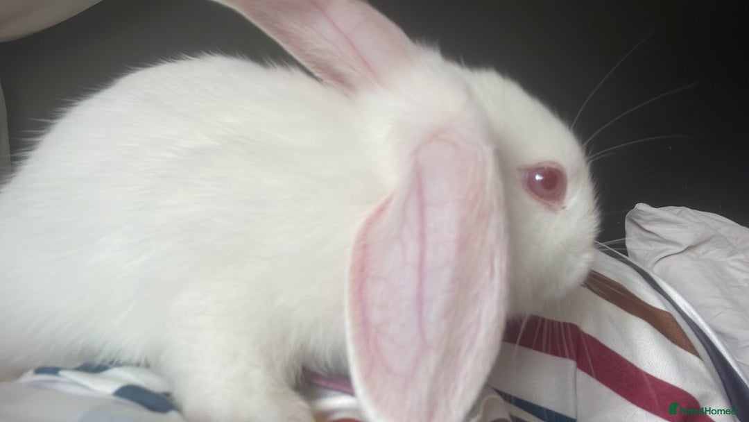 French Lop rabbits for sale: 4 x mixed breed lop bunnies 2 x albino REW 2 x not - Image 23