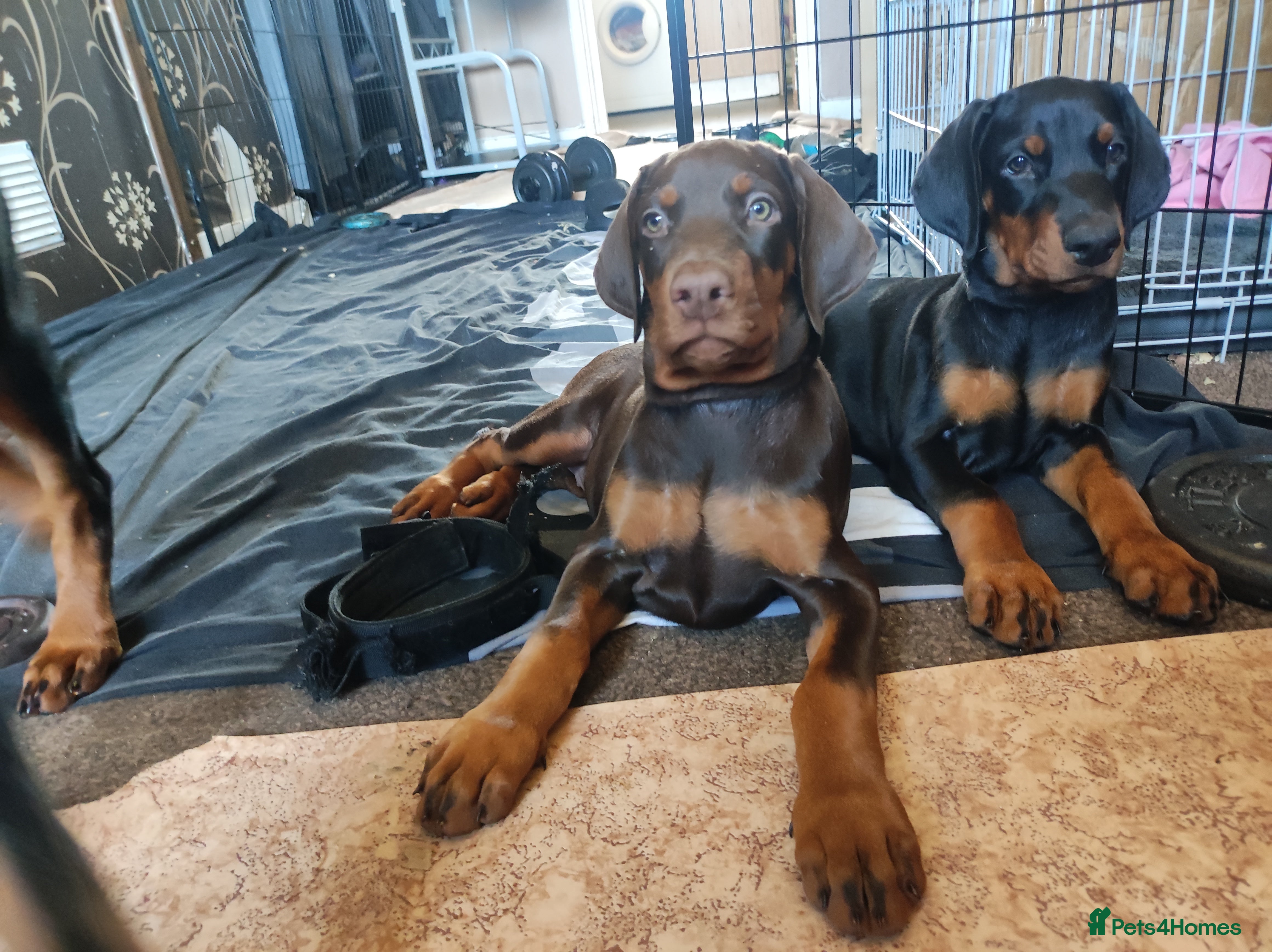 Dobermann dogs Adorable Doberman puppies  - Advert 13