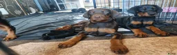 Dobermann dogs for sale: Adorable Doberman puppies  - Advert 1