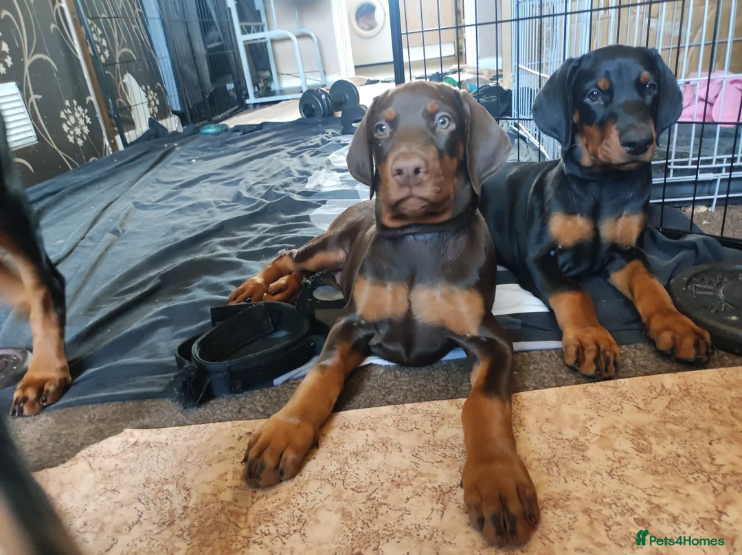 Dobermann dogs for sale: Adorable Doberman puppies  - Advert 1
