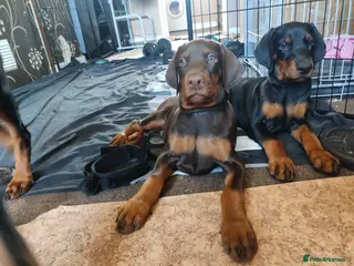 Dobermann dogs Adorable Doberman puppies - Advert 9