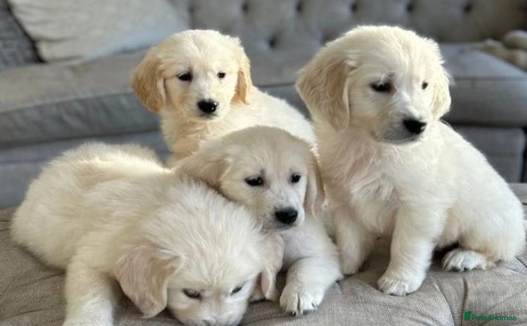 Golden Retriever dogs - Advert 4