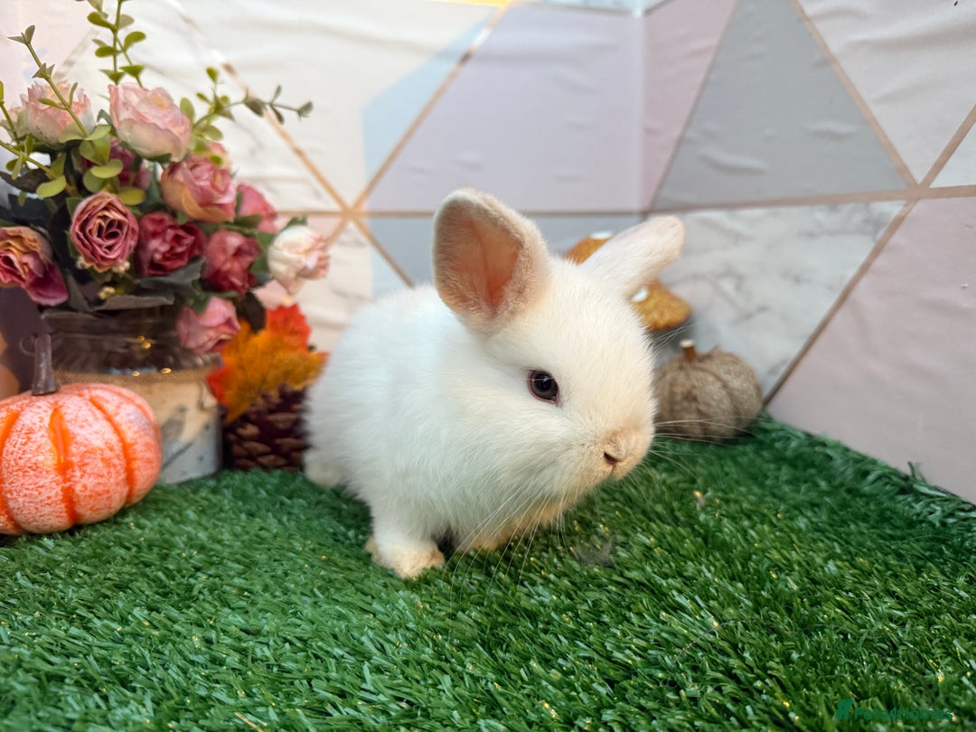 Mini Lop rabbits for sale: 🐰 Adorable Male Mini Lops 🏡 - Image 6