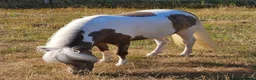 Miniature horses for sale: Reg American Miniature Horse Filly - Advert 3