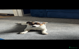 Jack Russell dogs for stud: Jack Russel for Stud  - Advert 2