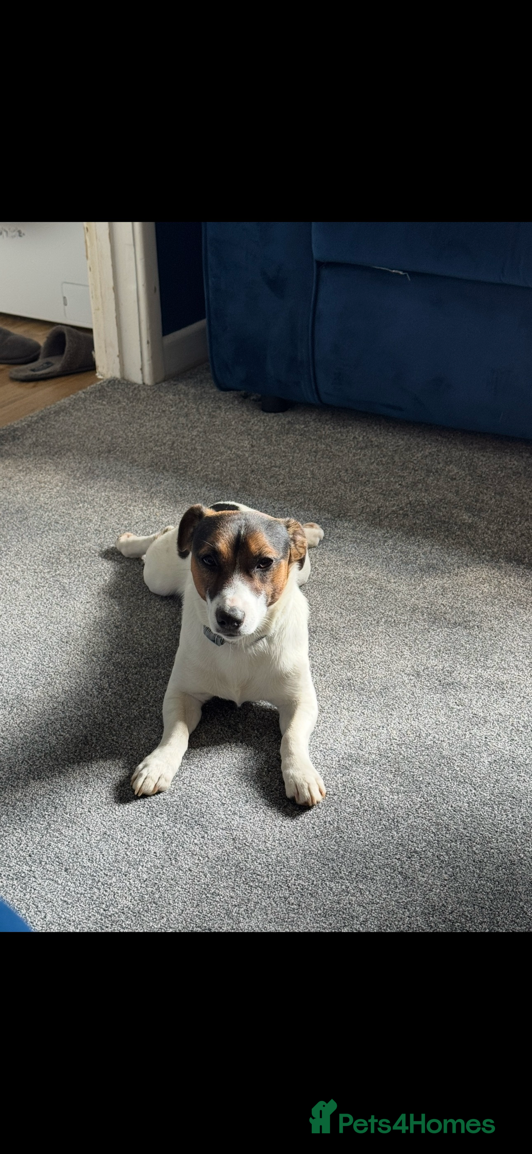 Jack Russell dogs for stud: Jack Russel for Stud  - Advert 2