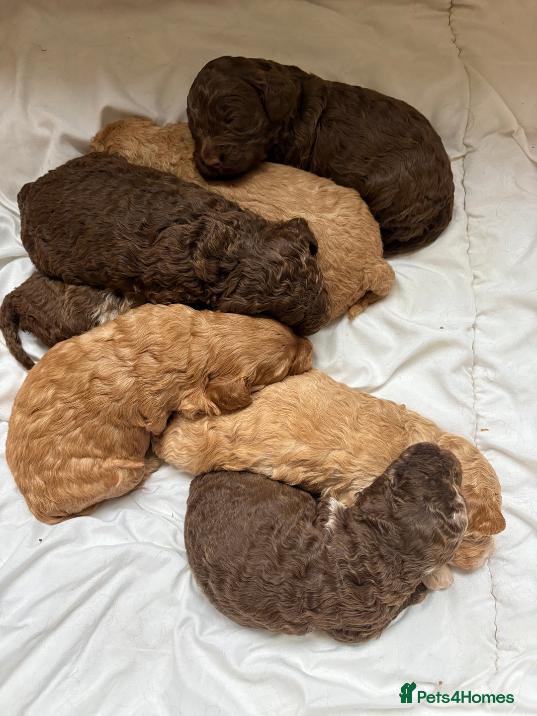 Cockapoo dogs for sale: F1b cockapoo puppies - Advert 6