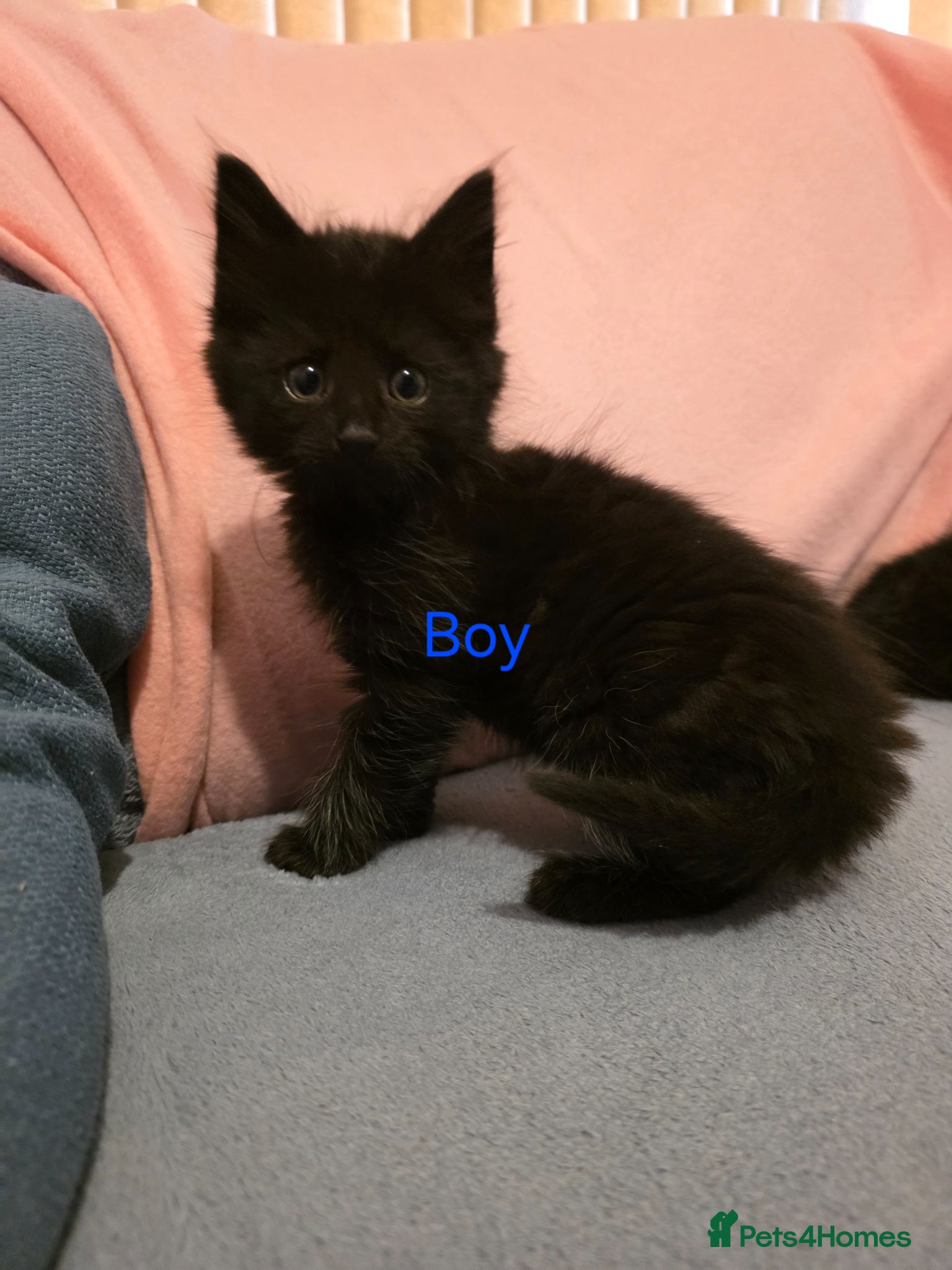 Mixed Breed cats Free - 2 all black kittens - Free - Advert 18