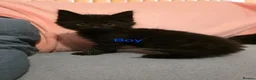 Mixed Breed cats for sale: Free - 2 all black kittens - Free - Advert 1