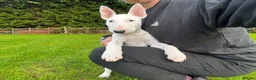 Bull Terrier dogs for sale: Standard Bull terrier pups - Advert 2