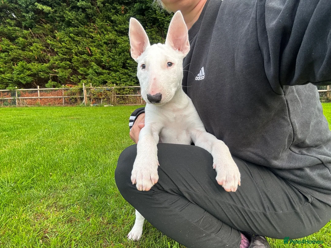 Bull Terrier dogs for sale: Standard Bull terrier pups - Advert 2