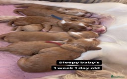 Cocker Spaniel dogs for sale: READY TO LEAVE COCKER SPANIEL FEMALE AVAILABLE  - Image 2
