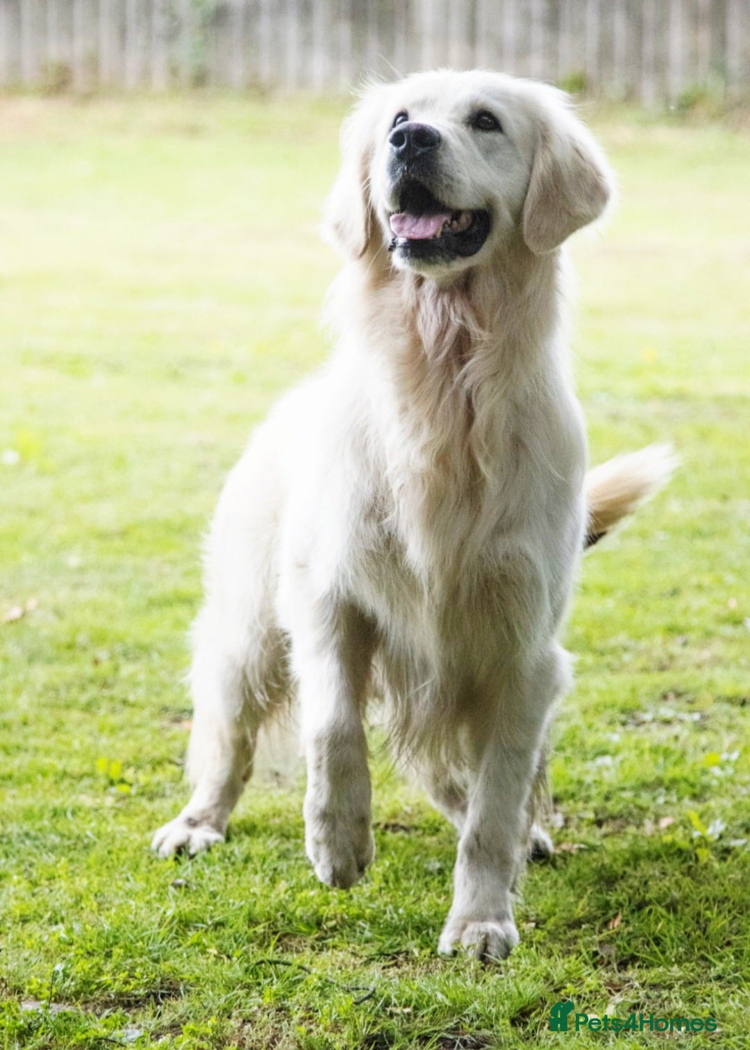 Golden Retriever dogs for sale: Newmiller Retrievers New Litter Announcement - Image 11