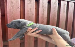 Cane Corso dogs for sale: cane corso pups - Image 5