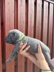 Cane Corso Puppy 10