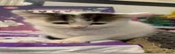 Mixed Breed cats for sale: Persian/siamese - Advert 12