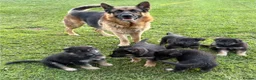 German Shepherd dogs for sale: German Shepherd Puppies for Sale in Glasgow - Advert 2
