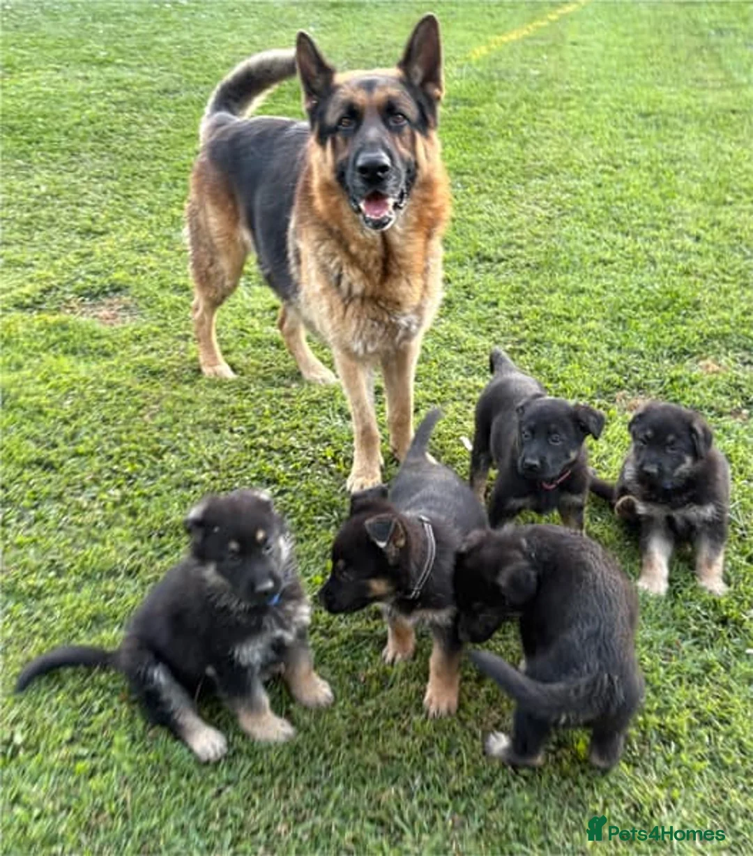 German Shepherd dogs for sale: German Shepherd Puppies for Sale in Glasgow - Advert 2