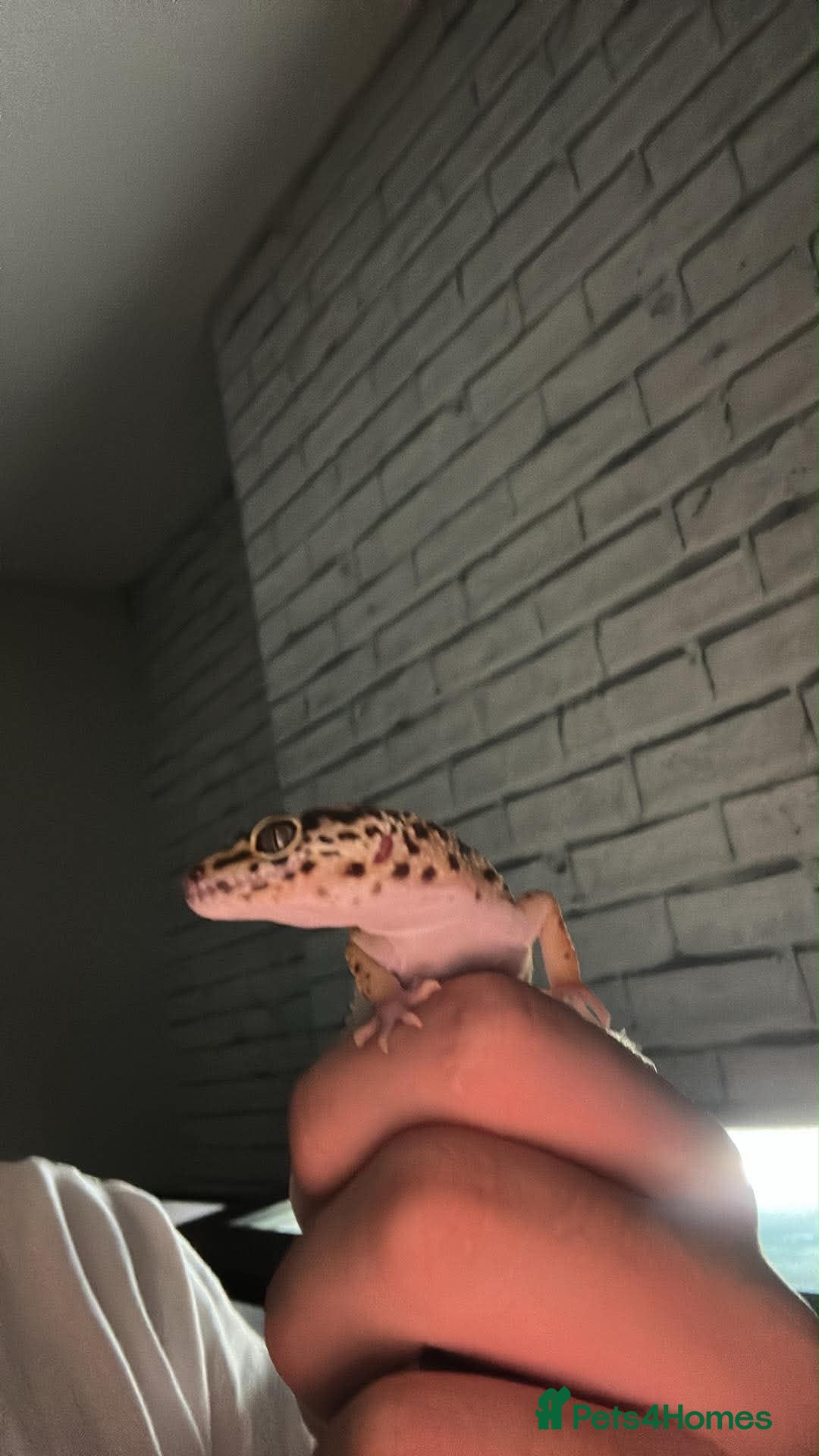 Gecko reptiles Gecko  - Advert 13