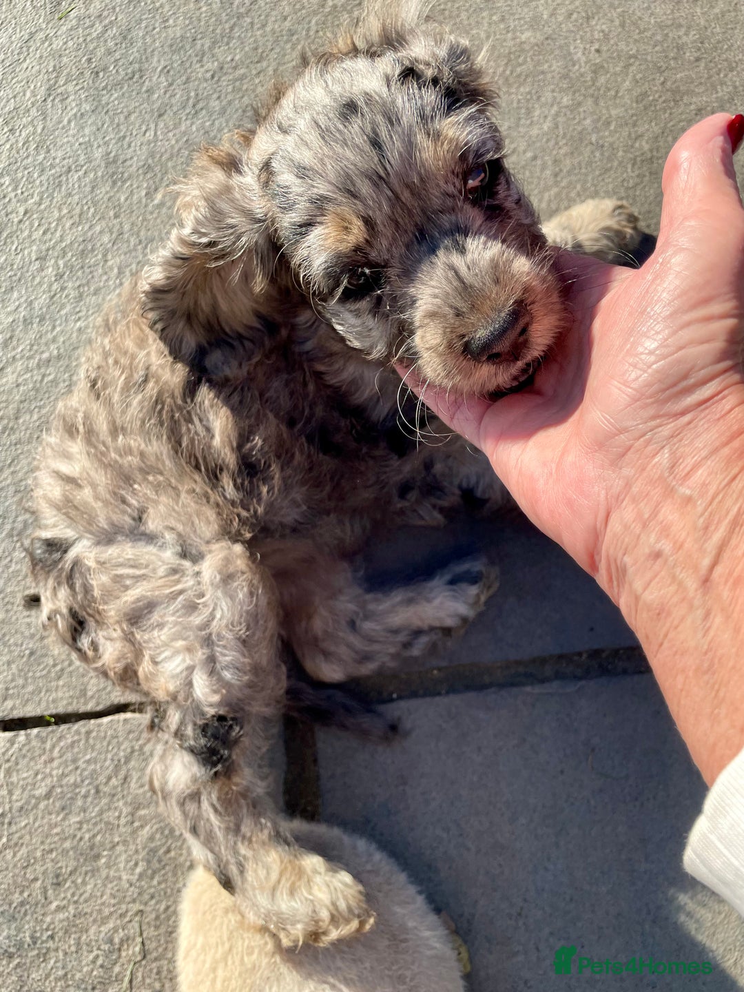 Cockapoo dogs for sale: Marble /tan cockerpoo - Image 7