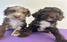 Cockapoo dogs for sale: Cockapoos ready now  - Image 2