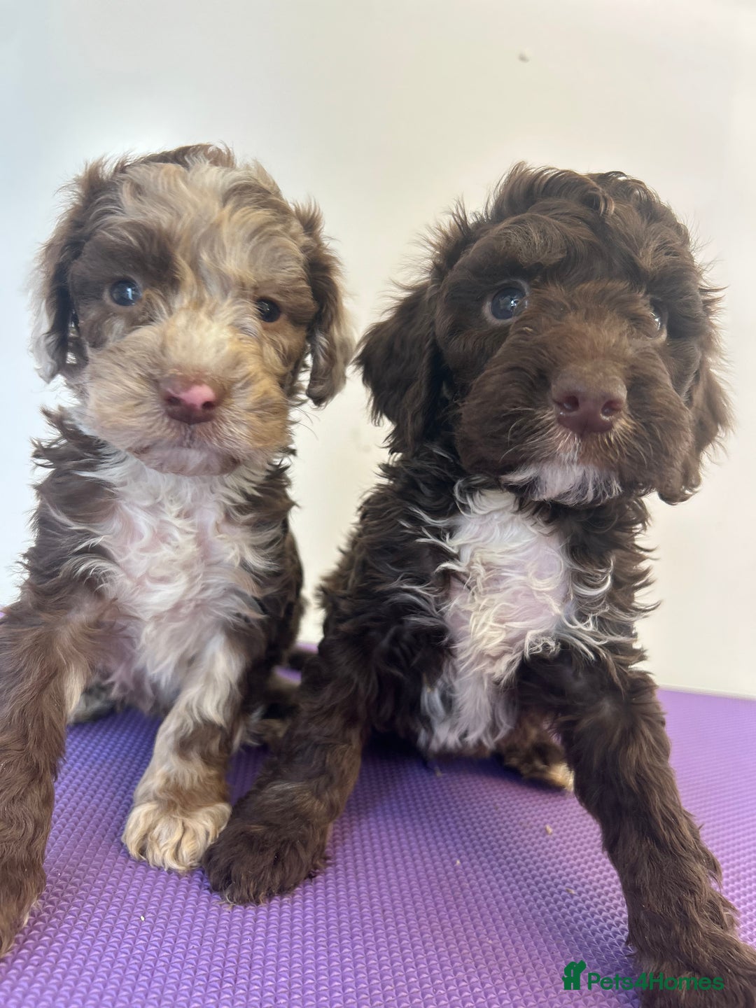 Cockapoo dogs for sale: Cockapoos ready now  - Image 2