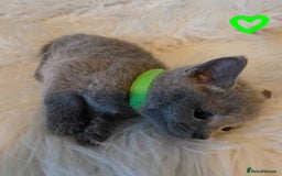 Russian Blue cats for sale: GCCF, CHAMPION SIRED RUSSIAN BLUE KITTENS - Advert 7