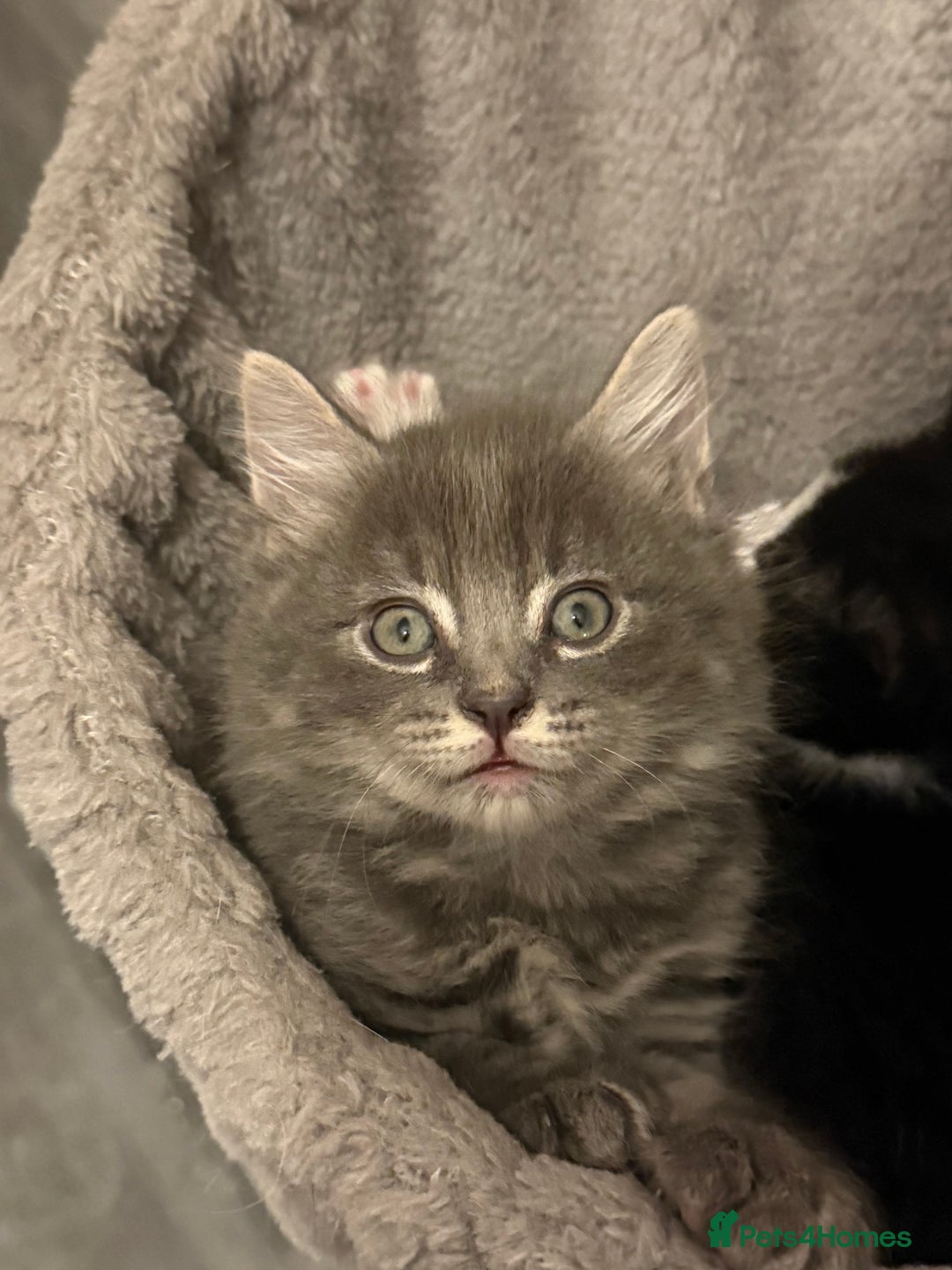 Mixed Breed cats for sale: 3 mixed kittens 😸😸😸 - Image 9