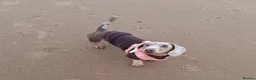 Dachshund dogs for sale: Female dachshund  in Washington - Advert 4