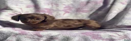 Miniature Dachshund dogs for sale: Miniature long haired dachshund  in Leeds - Advert 14