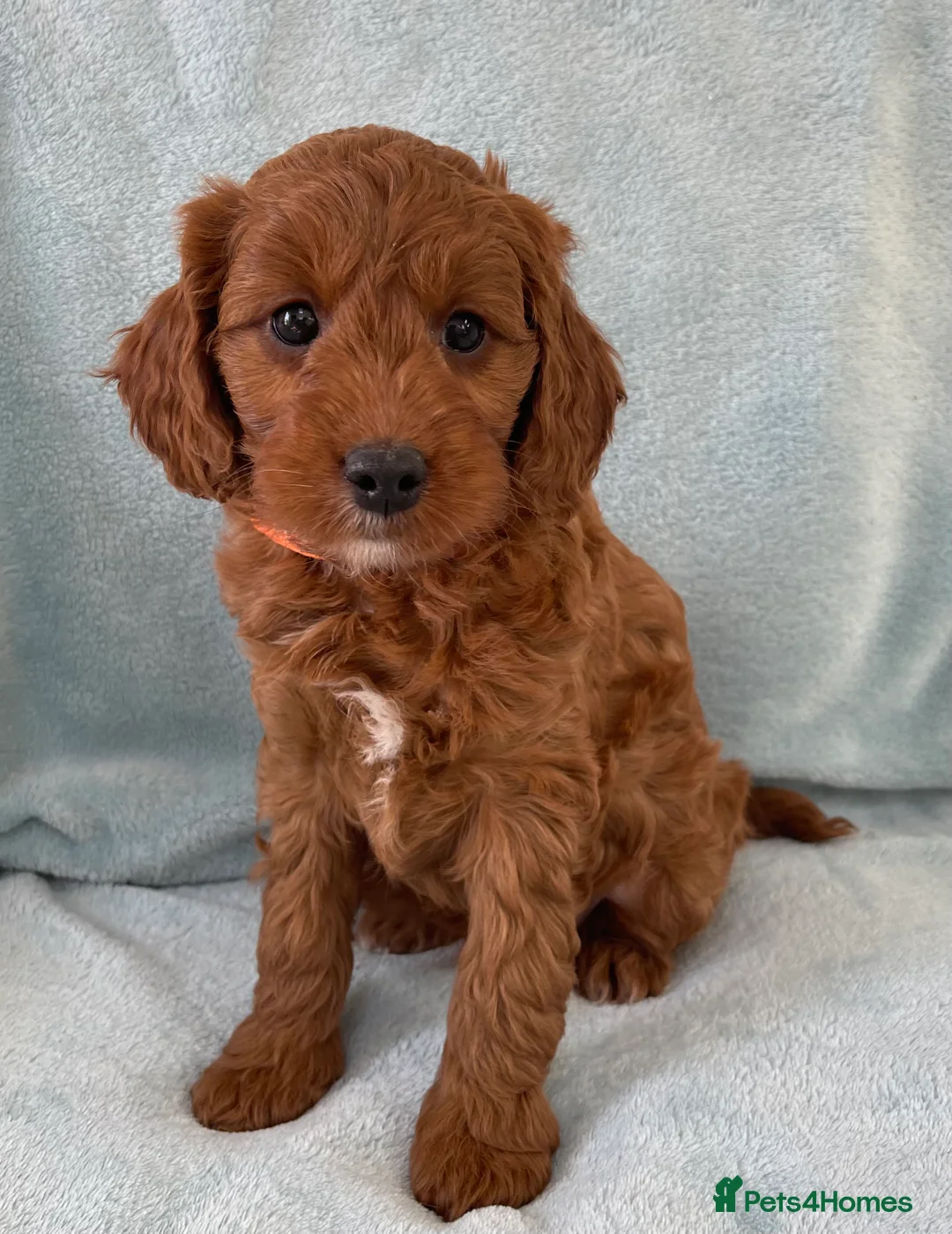 Miniature Poodle dogs for stud: Stunning Red & White Poodle for stud  in Driffield - Advert 8
