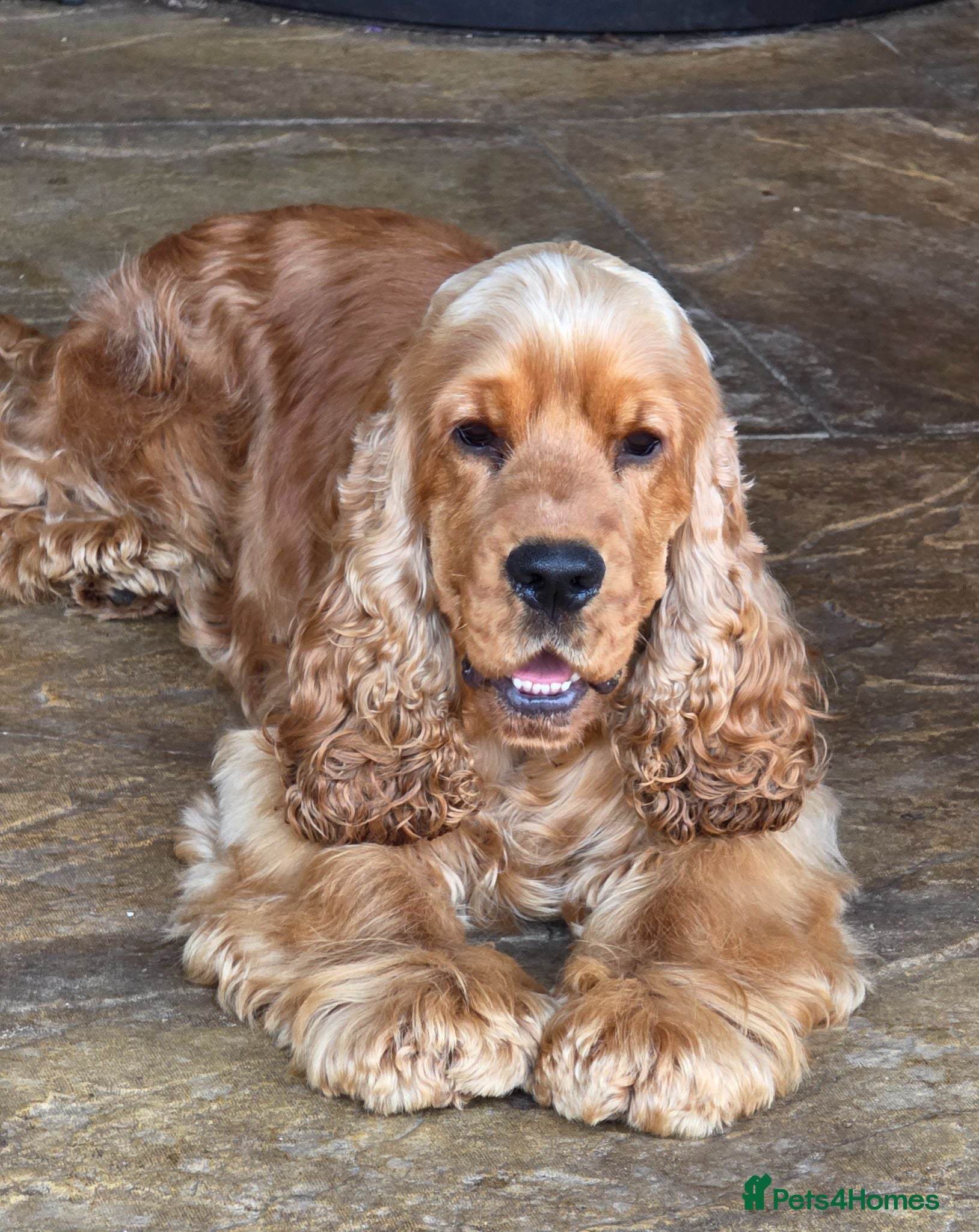 Cocker Spaniel dogs Stunning Italian Show Type Cocker Spaniel - Advert 15