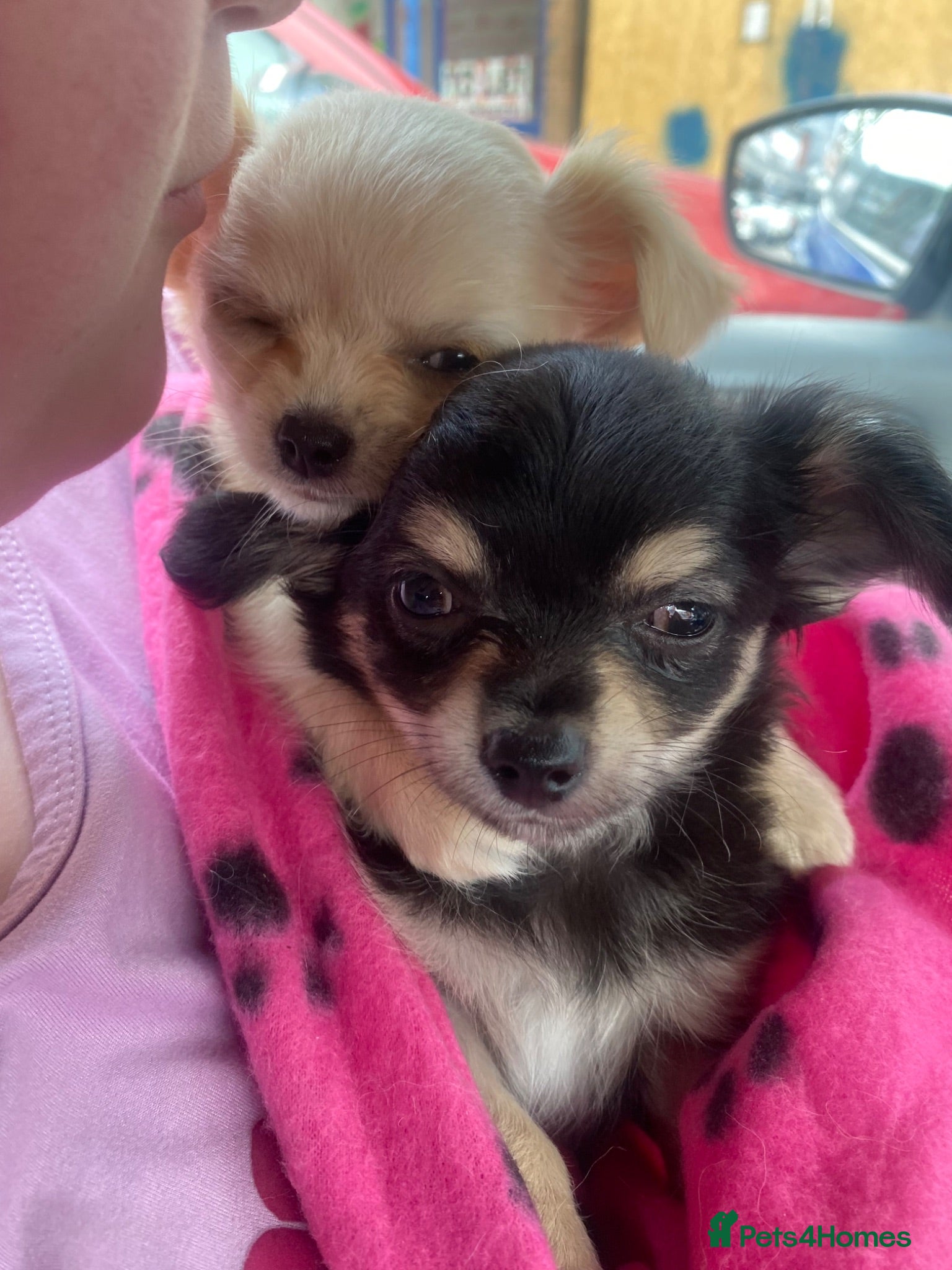 Chihuahua dogs Two Gorgeous Long-Haired Male Chihuahua Puppies - Advert 5