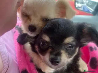 Chihuahua dogs Two Gorgeous Long-Haired Male Chihuahua Puppies - Advert 5