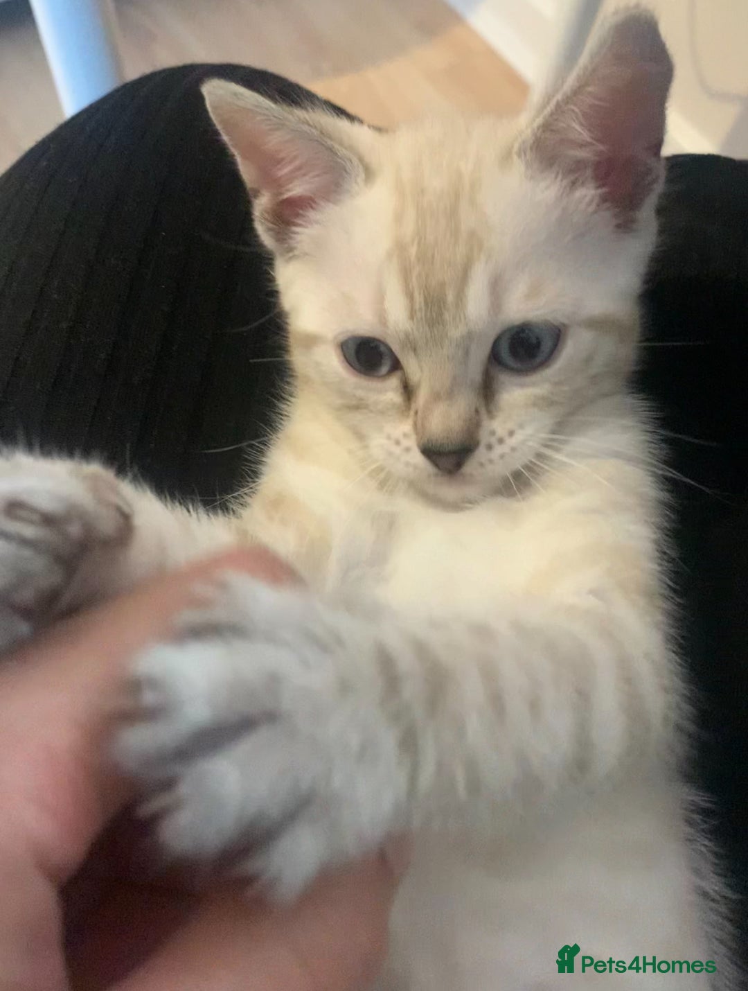 Bengal cats for sale: 🔥🏆Striking Rossetted Tica Pedigree Leapords🏆🔥 - Advert 7